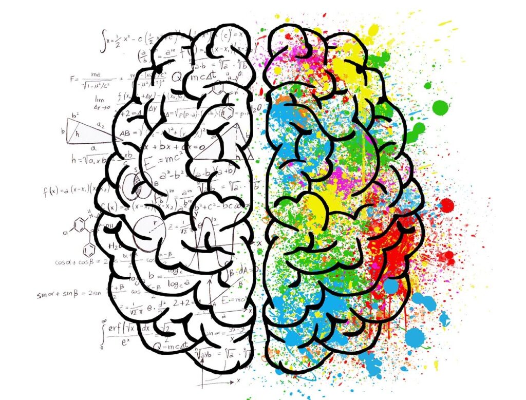 Illustration av vänster och höger hjärnhalva